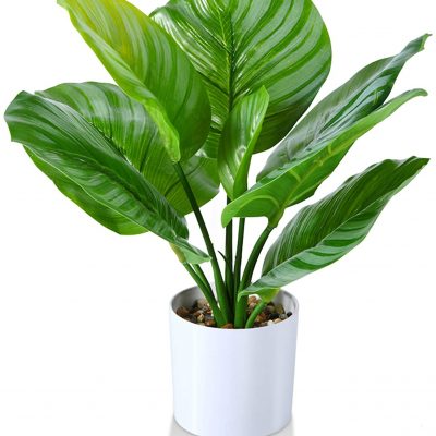 calathea-artificiel