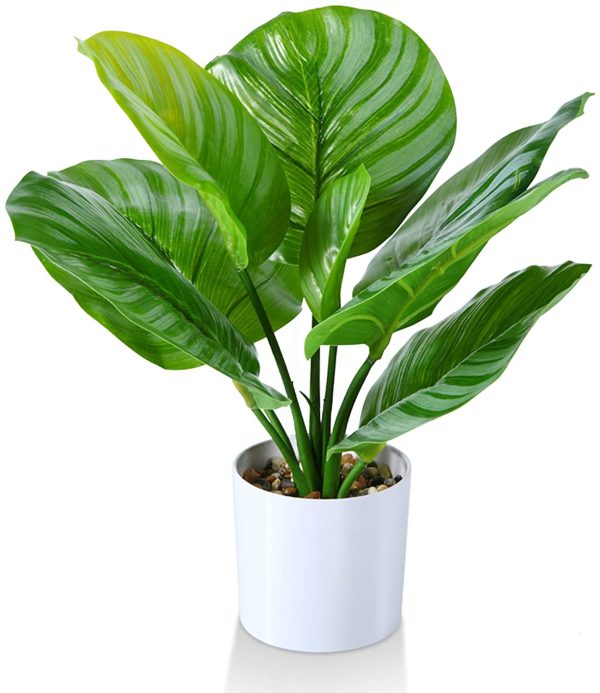 calathea-artificiel