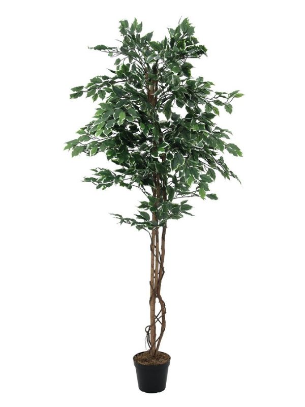 ficus-variegata-artificiel