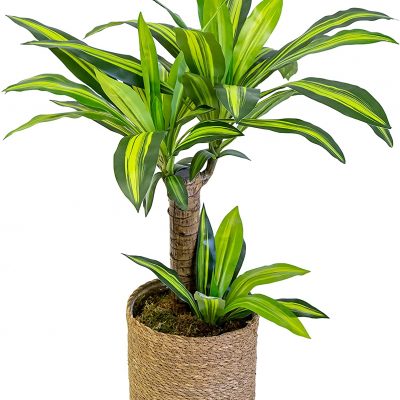 dracaena-artificiel-80cm