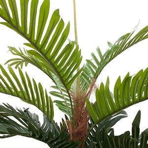 palmier-kentia-180-cm-2