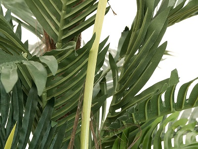 palmier-kentia-180-cm-4