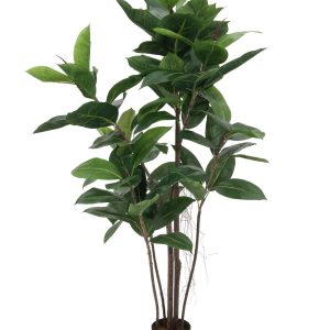 ficus-elastica-120cm