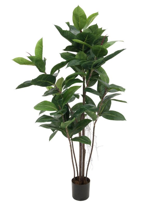 ficus-elastica-120cm