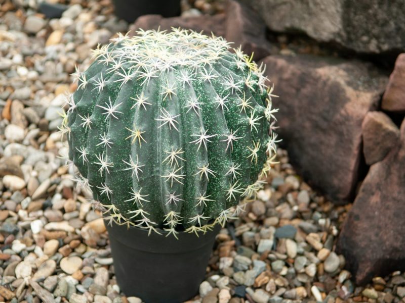 cactus-artificiel-amazon