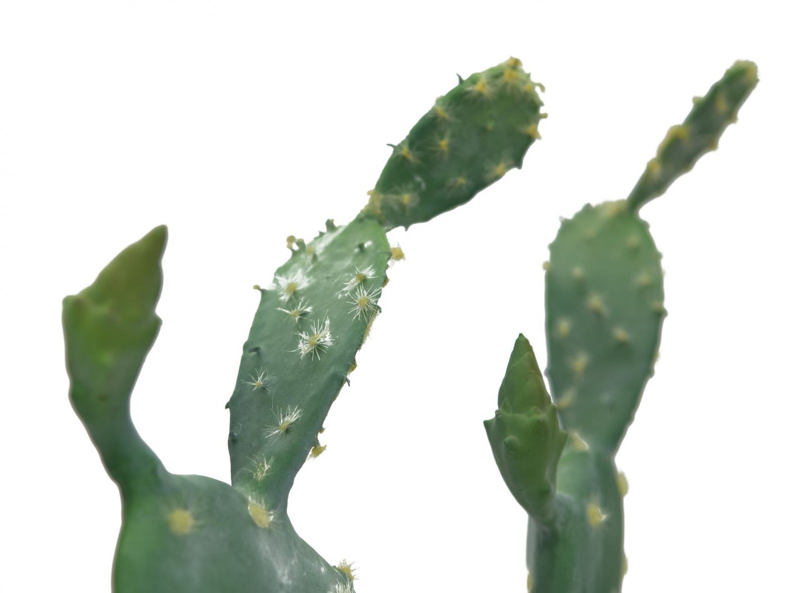 cactus-artificiel-conforama