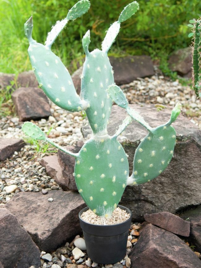 cactus-artificiel-centrakor