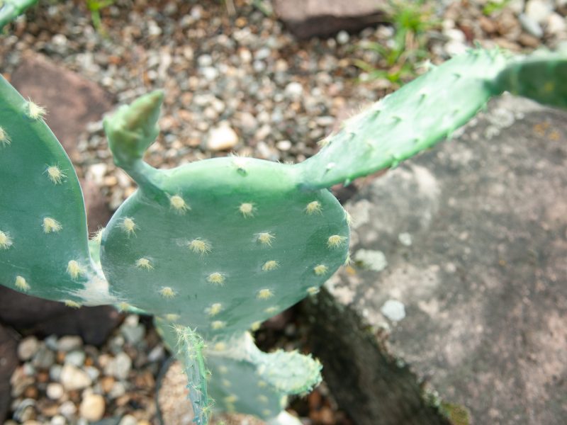 maison-du-monde-cactus-artificiel
