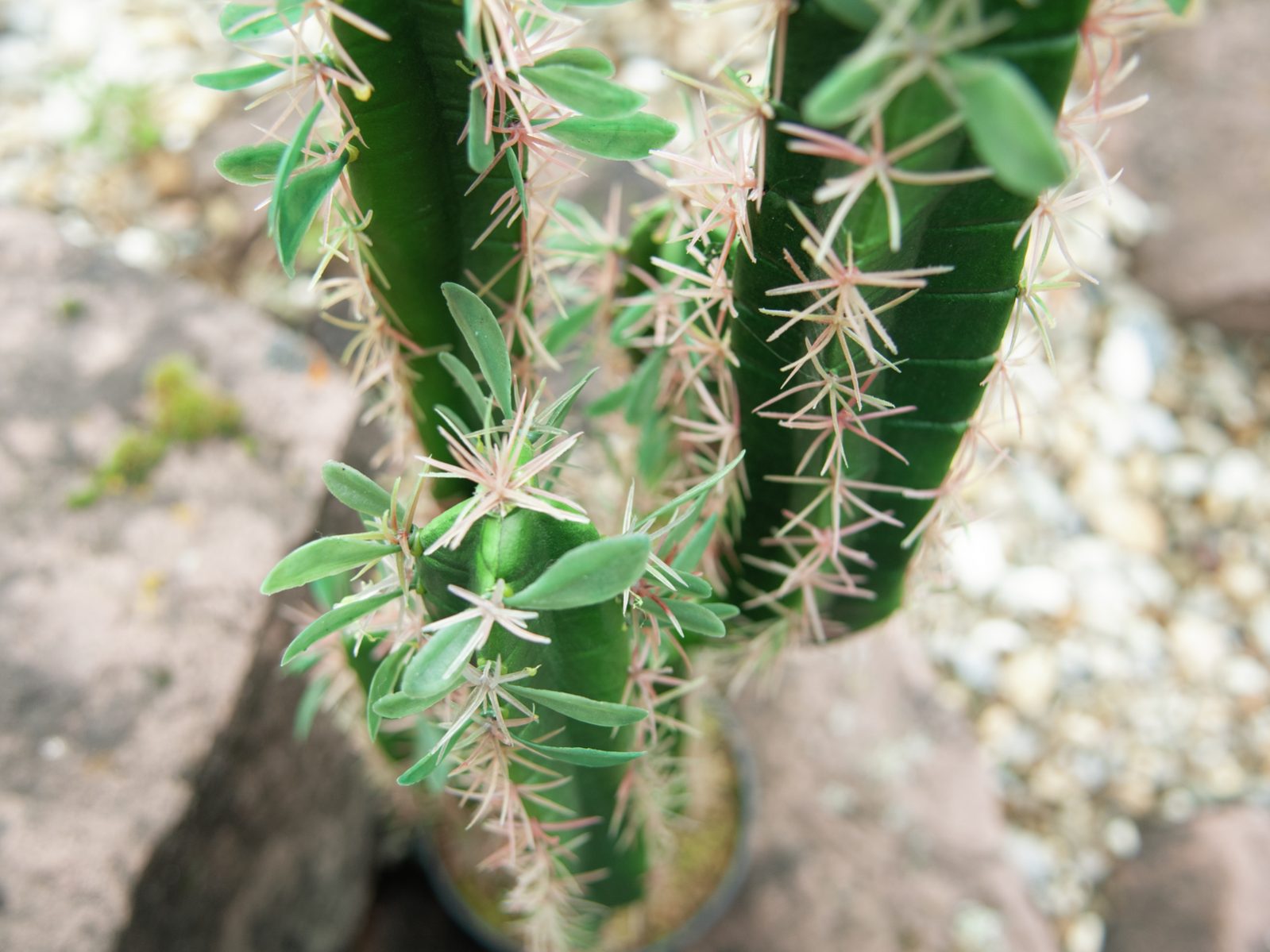 faux-cactus
