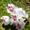 Branche d'Orchidée Cymbidium Artificielle, Blanche, 90cm – Image 3