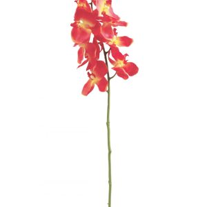 branche d'orchidee-orange