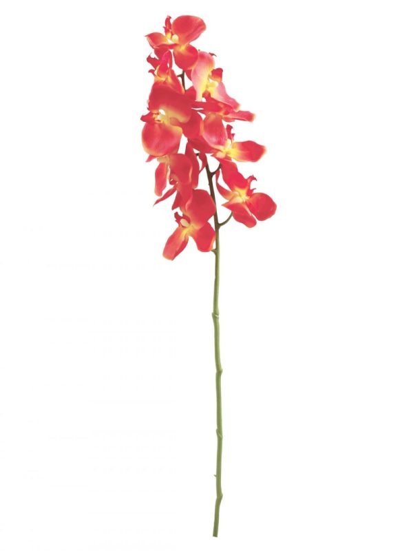 branche d'orchidee-orange