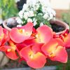 branche d'orchidee-orange