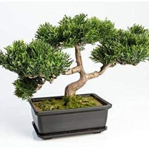 bonsai-cedre-artificiel