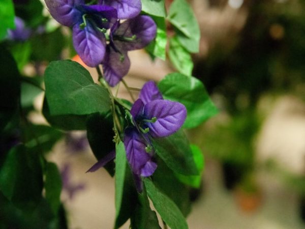 bougainvillier-lavande-3