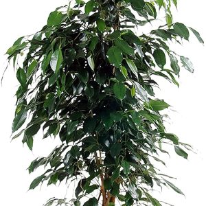 ficus-benjamina-artificiel