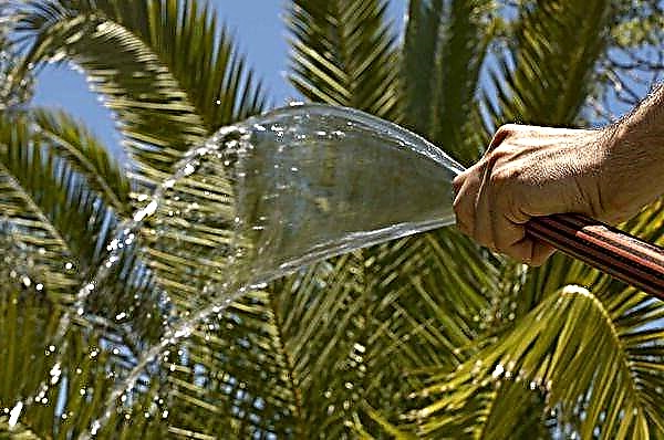 comment-arroser-un-palmier-en-pleine-terre