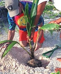 comment-planter-un-palmier