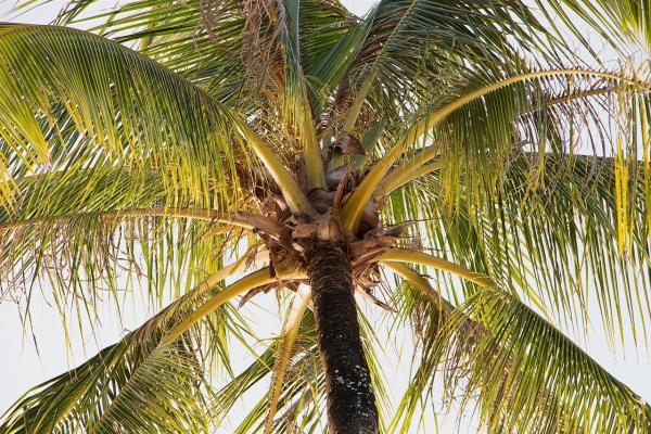 guide-du-palmier