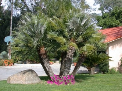 comment-faire-pousser-un-palmier-plus-vite