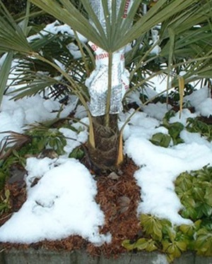 comment-proteger-un-palmier-en-hiver