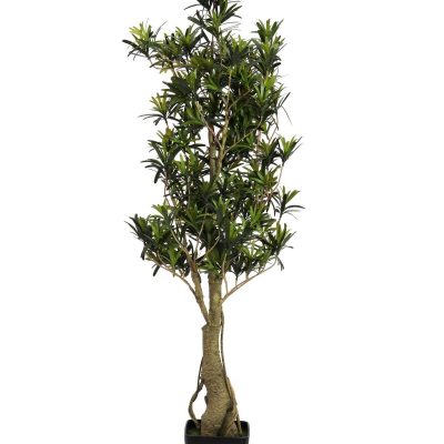 podocarpus-115cm