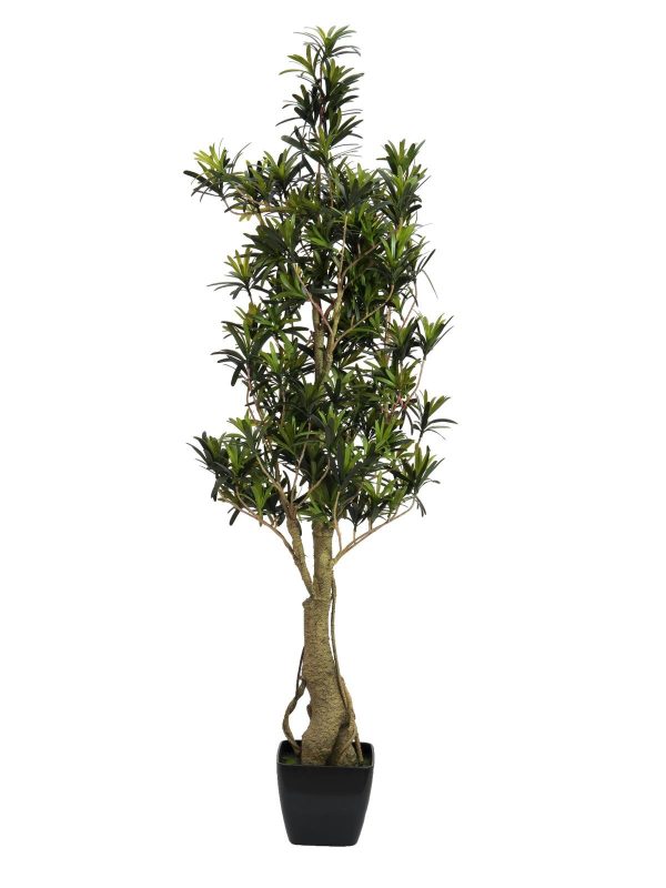 podocarpus-115cm