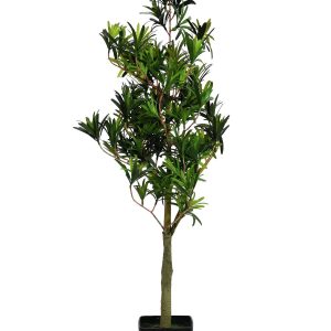 podocarpus-90-cm.jpg