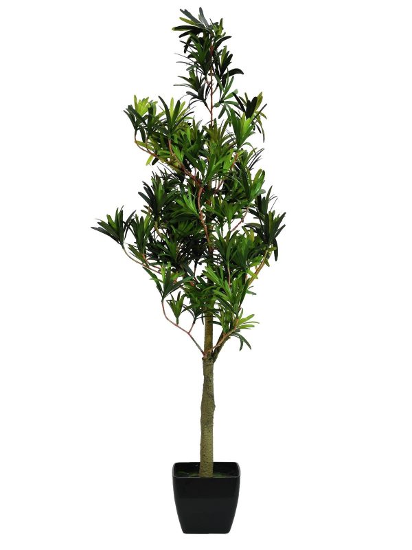 podocarpus-90-cm.jpg