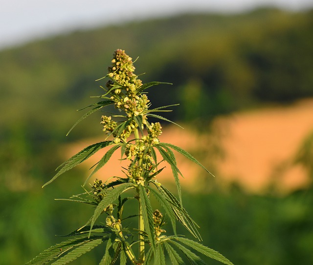 La culture du CBD en France : stipule que la loi ?