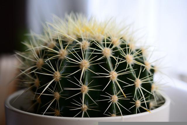 faux-cactus-deco