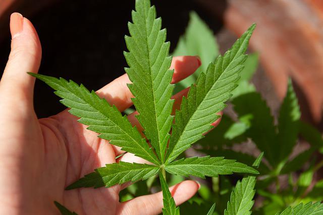 comment-faire-biere-cbd