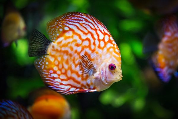 Comment nettoyer un aquarium avec les poissons ?