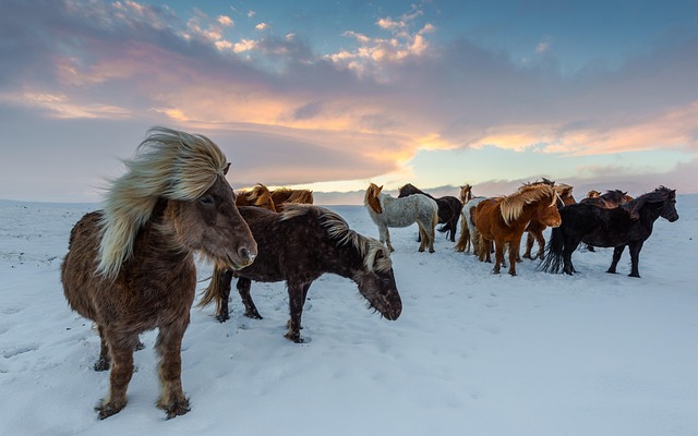 quels animaux vivent en islande ?