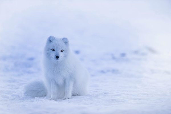 renard-artique-icelande